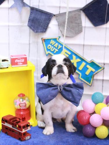 20230421大福くん